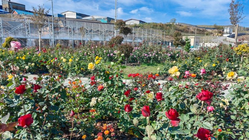 Florecen rosas en la fundición de Serbia Zijin Copper